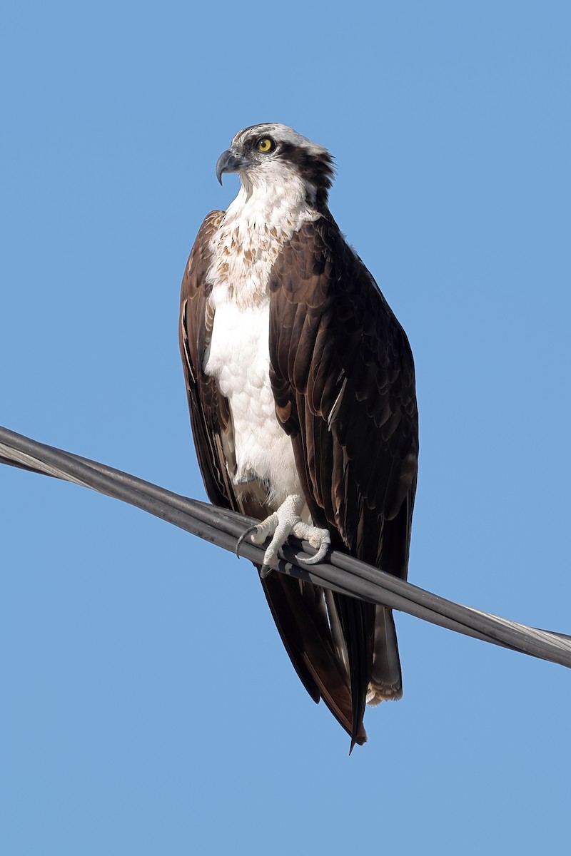 Osprey - ML645085307