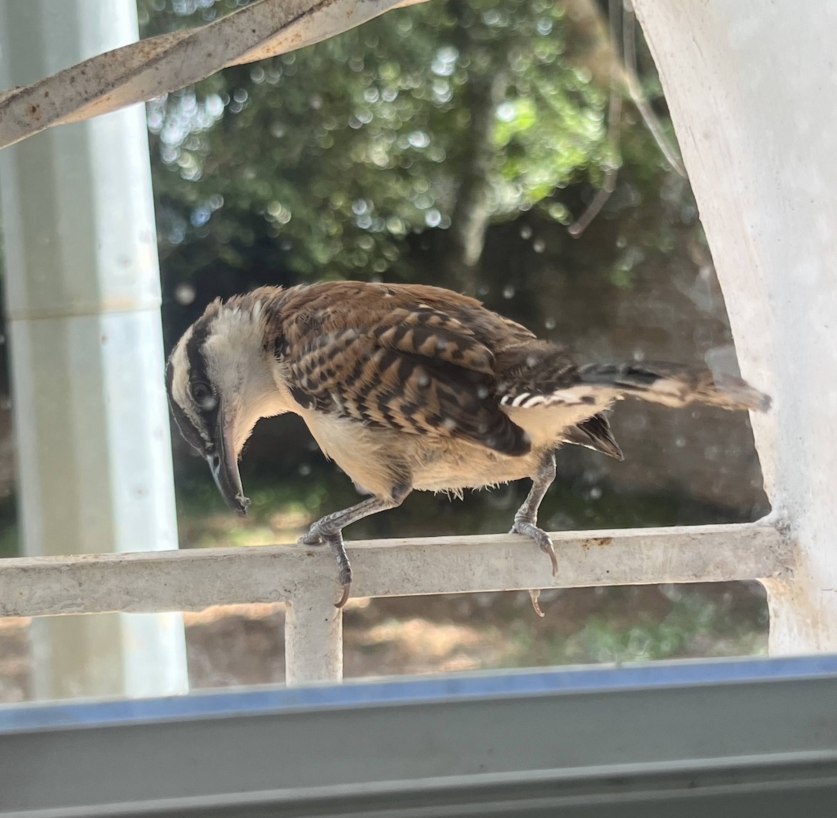 Rufous-backed Wren - ML645085311