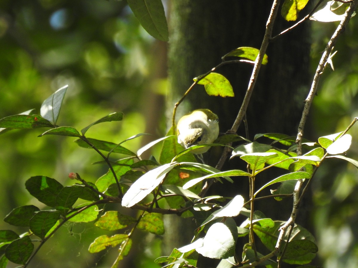 Tennessee Warbler - ML645085321