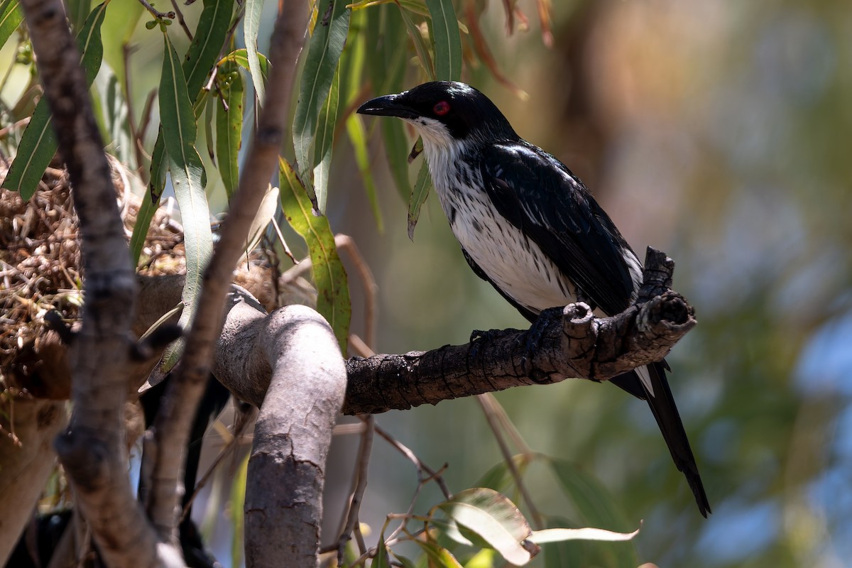 špaček lesklý - ML645085337