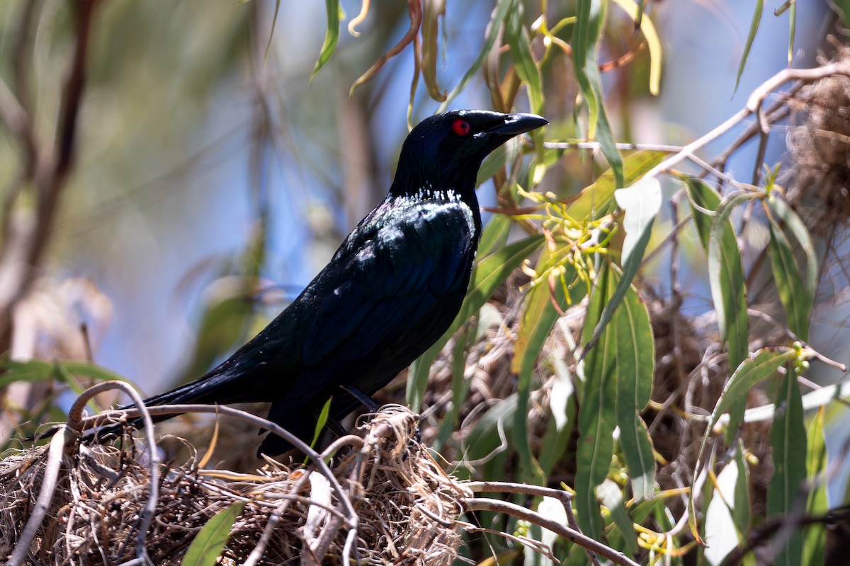 špaček lesklý - ML645085338