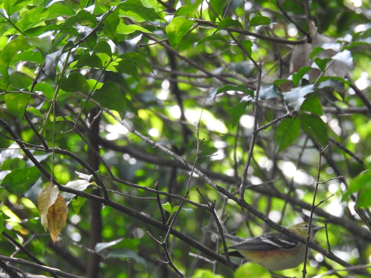 Пісняр-лісовик каштановий - ML645085345