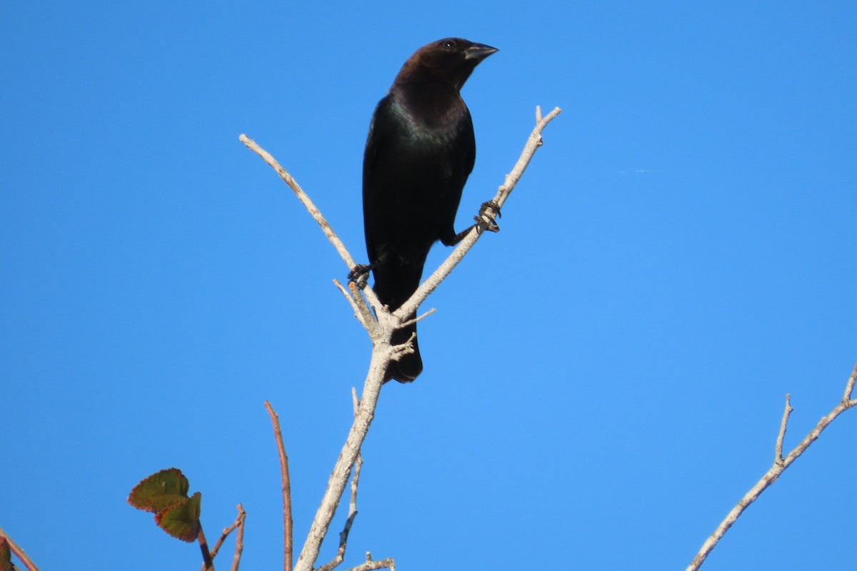 brunhodetrupial - ML645085354