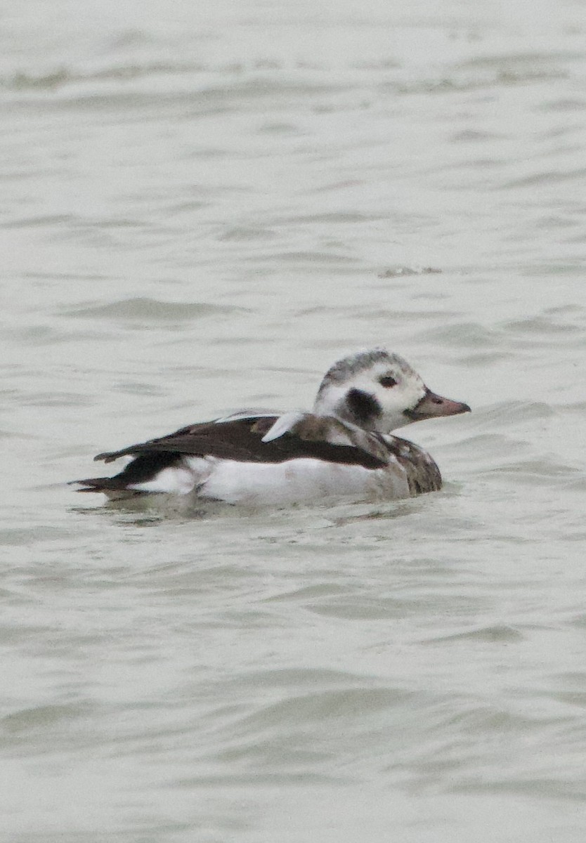 Long-tailed Duck - ML645085369