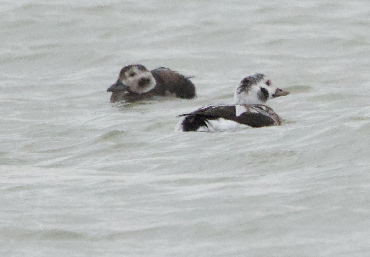 Long-tailed Duck - ML645085370