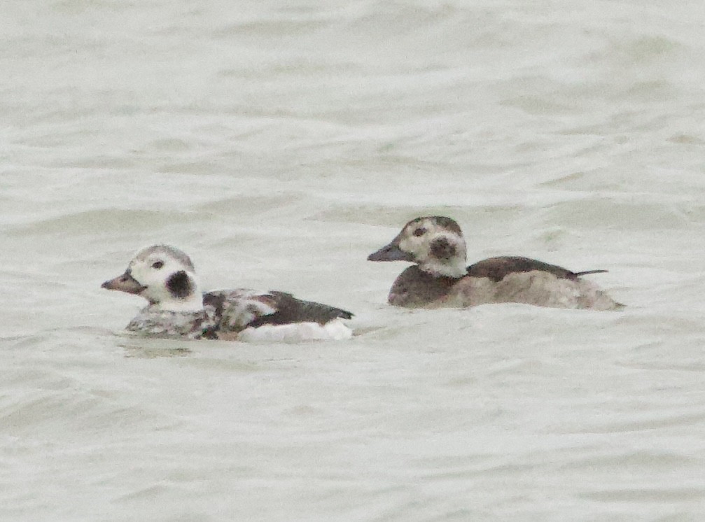 Long-tailed Duck - ML645085371