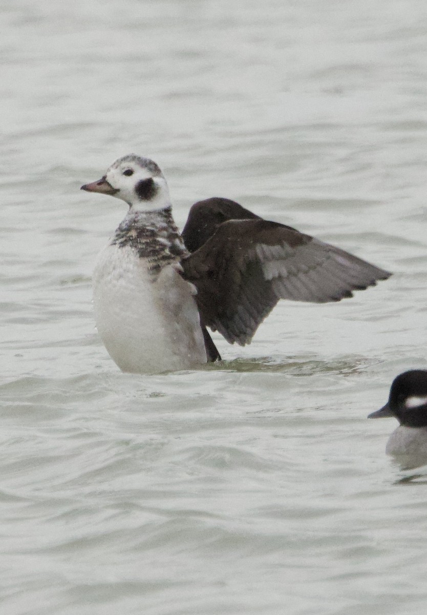 Long-tailed Duck - ML645085372