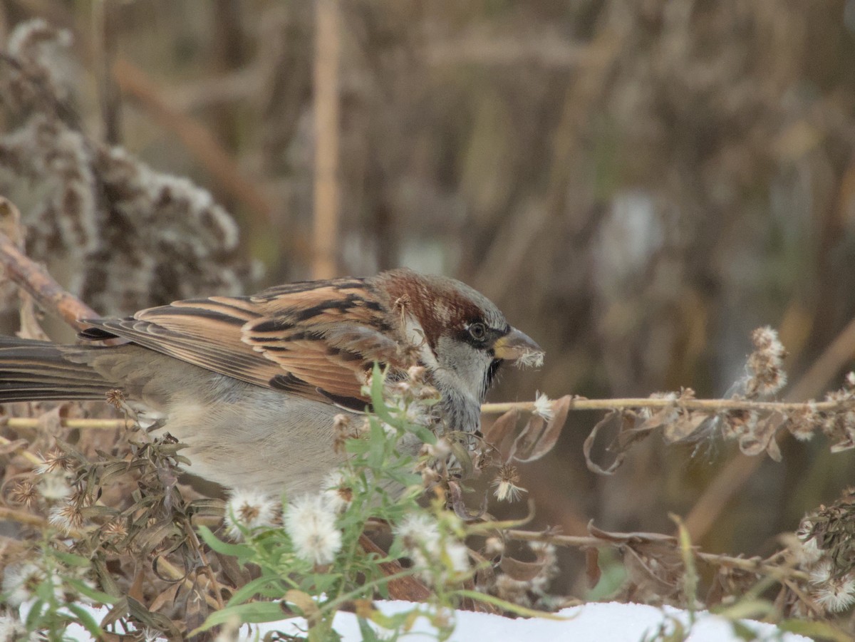 Moineau domestique - ML645085405