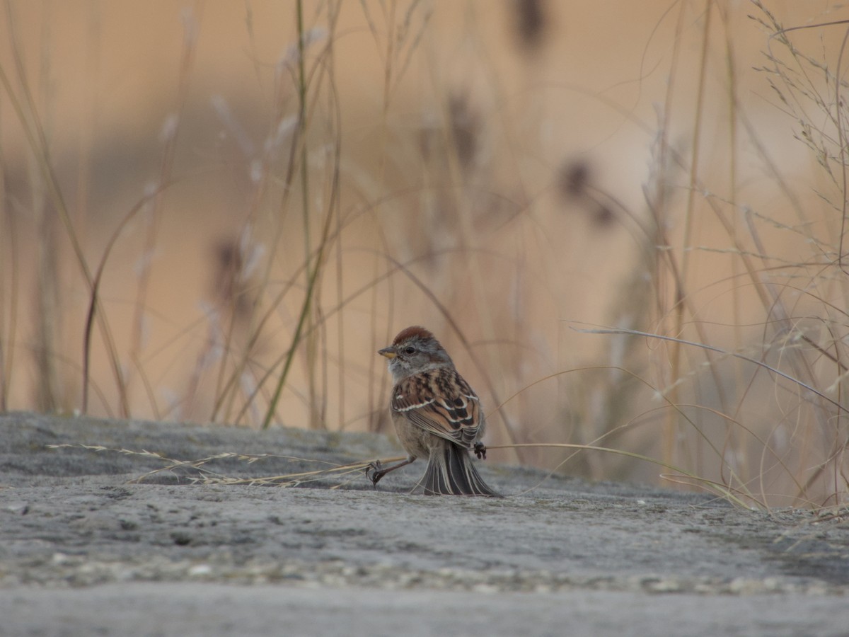 Bruant hudsonien - ML645085417