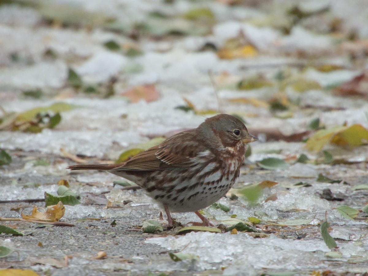 Bruant fauve (iliaca/zaboria) - ML645085424