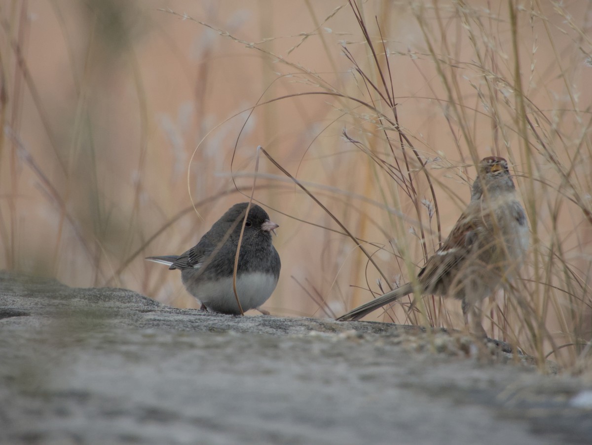 Junco ardoisé - ML645085427