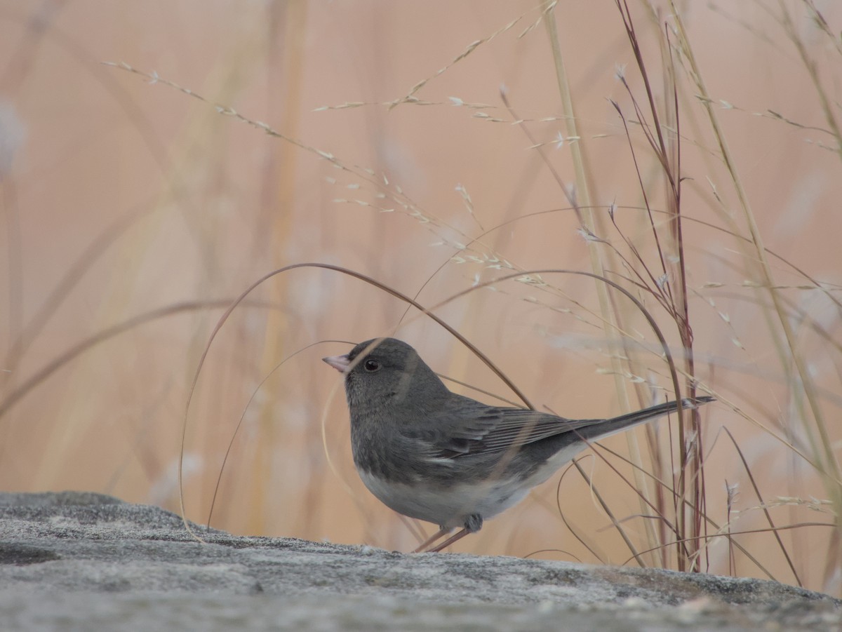 Junco ardoisé - ML645085428