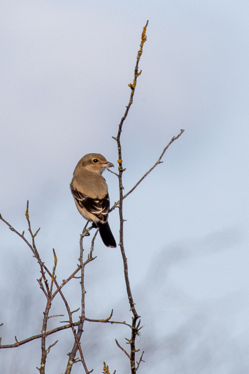 Alcaudón Boreal - ML645085431