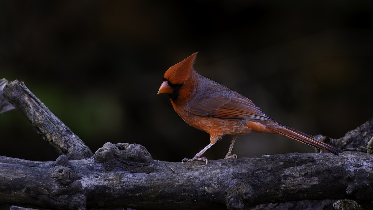 Northern Cardinal - ML645085454