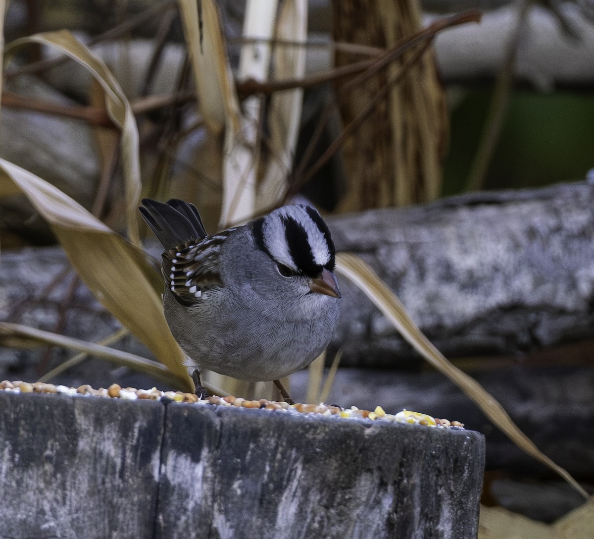 Porsuk Serçesi - ML645085475