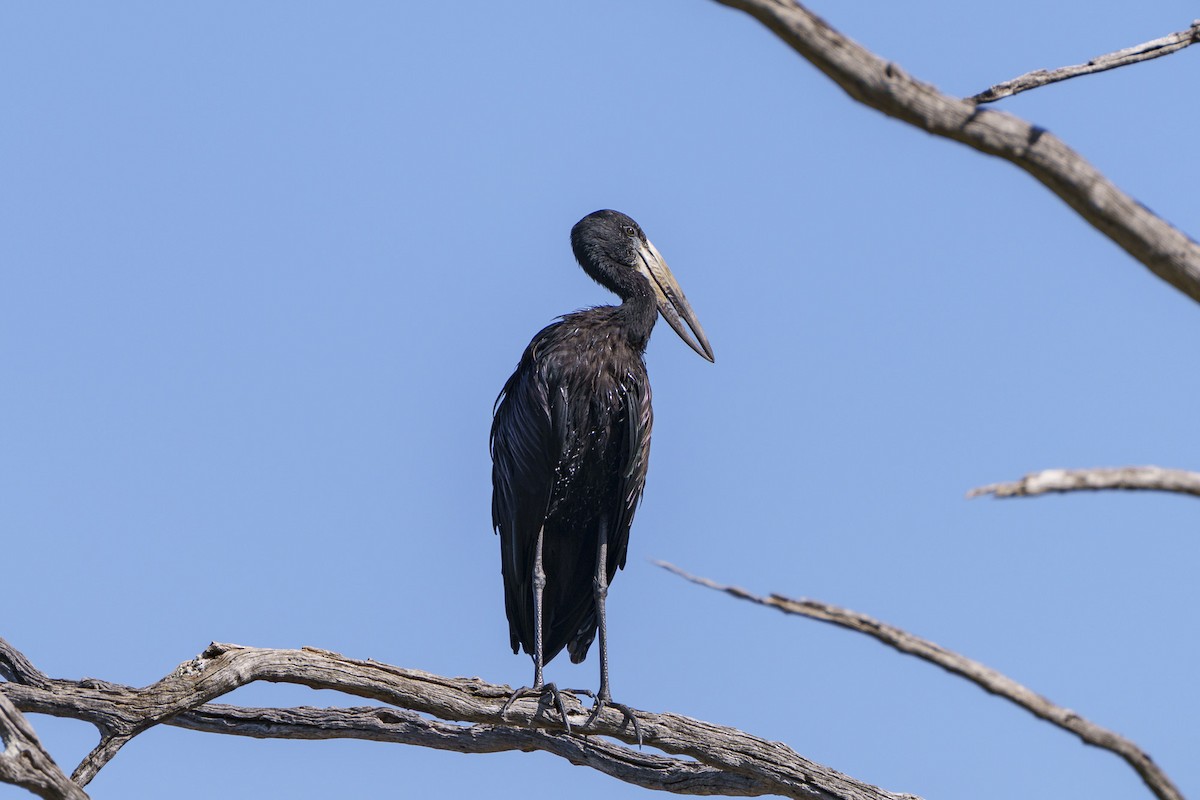 クロスキハシコウ - ML645085482