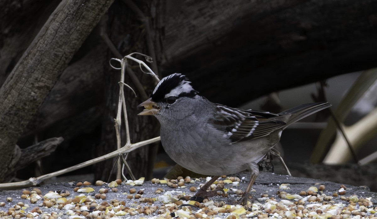 Porsuk Serçesi - ML645085486