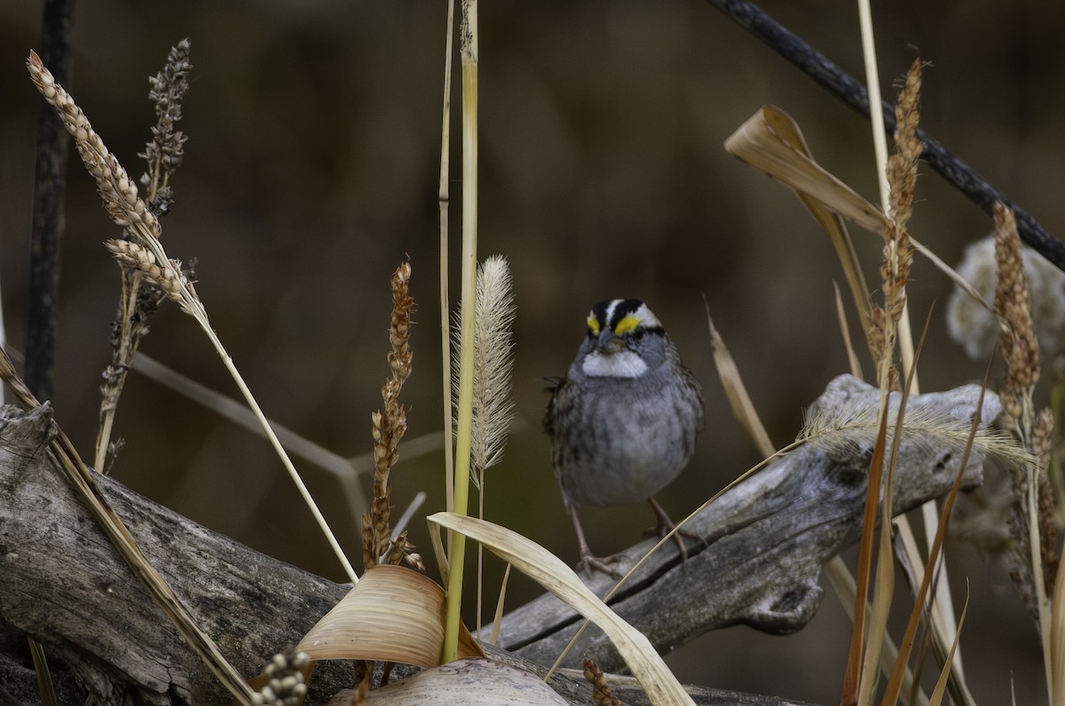 White-throated Sparrow - ML645085503
