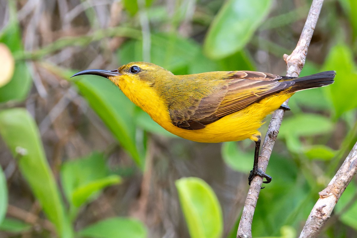 Sahul Sunbird - ML645085504