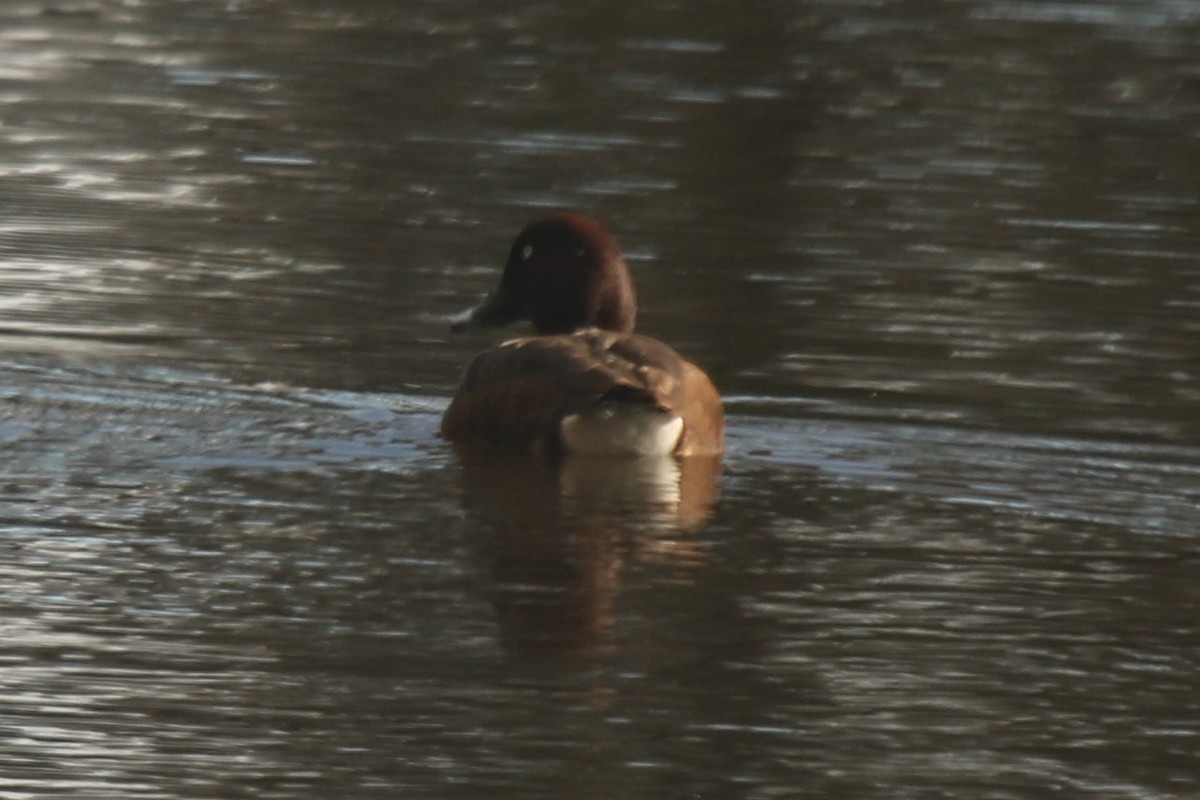 Hardhead - ML645085520