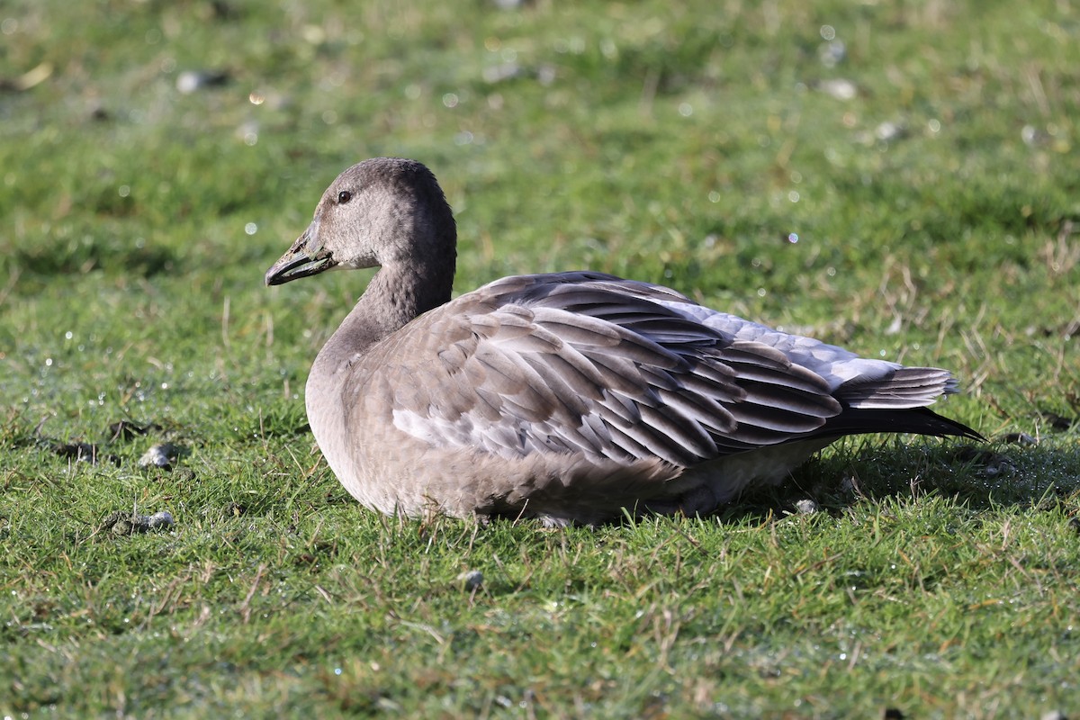 Snow Goose - ML645085521