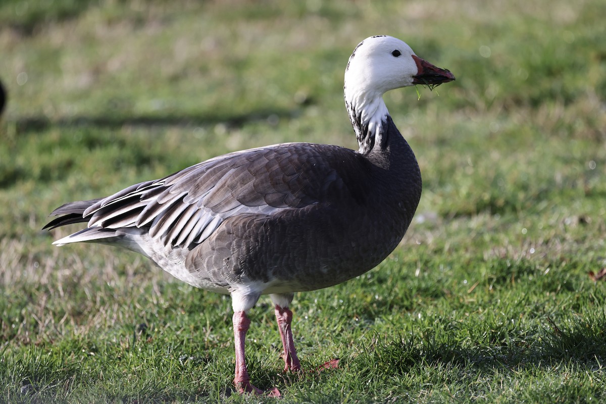 Snow Goose - ML645085522