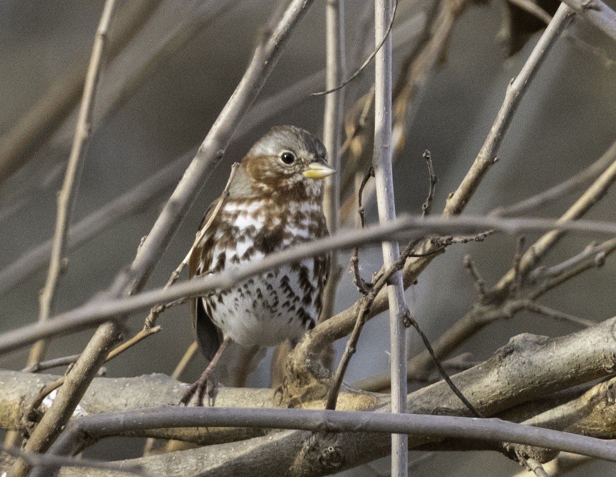 Fox Sparrow - ML645085523