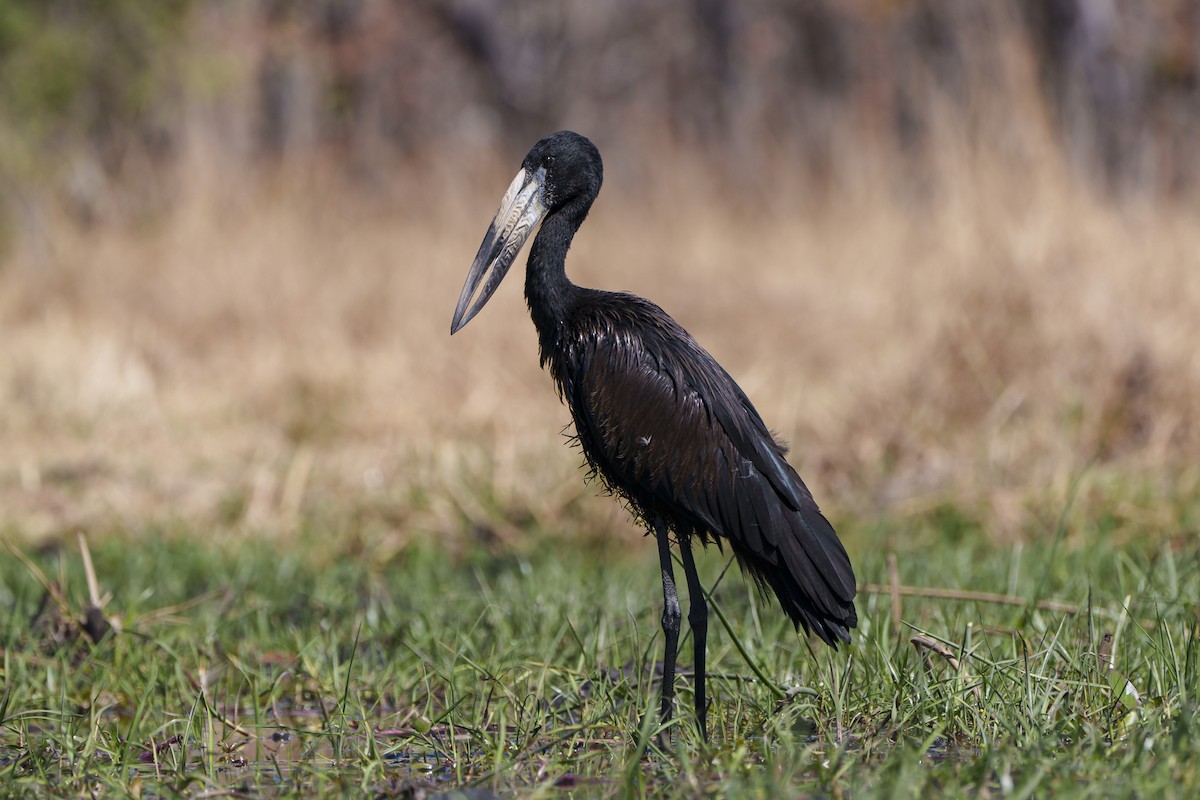 クロスキハシコウ - ML645085525