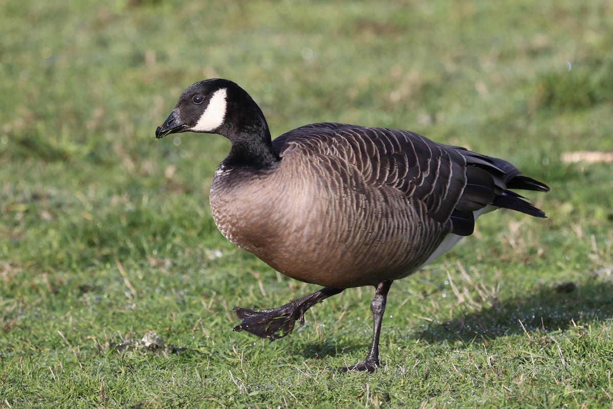 Cackling Goose - ML645085541