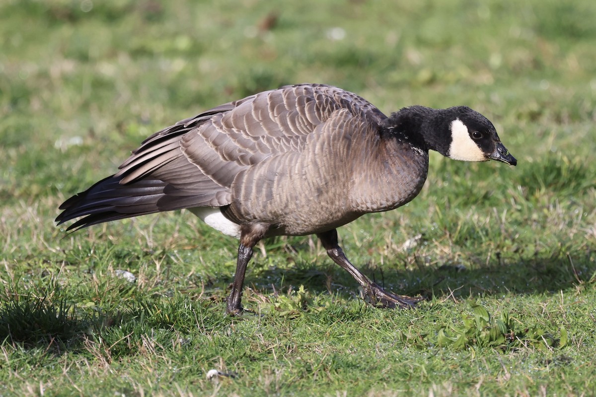Cackling Goose - ML645085542