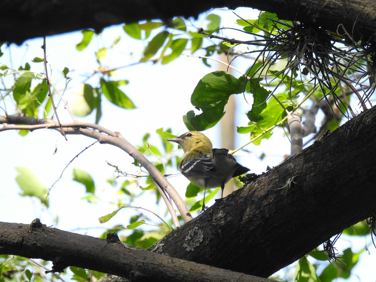 Пісняр-лісовик каштановий - ML645085546