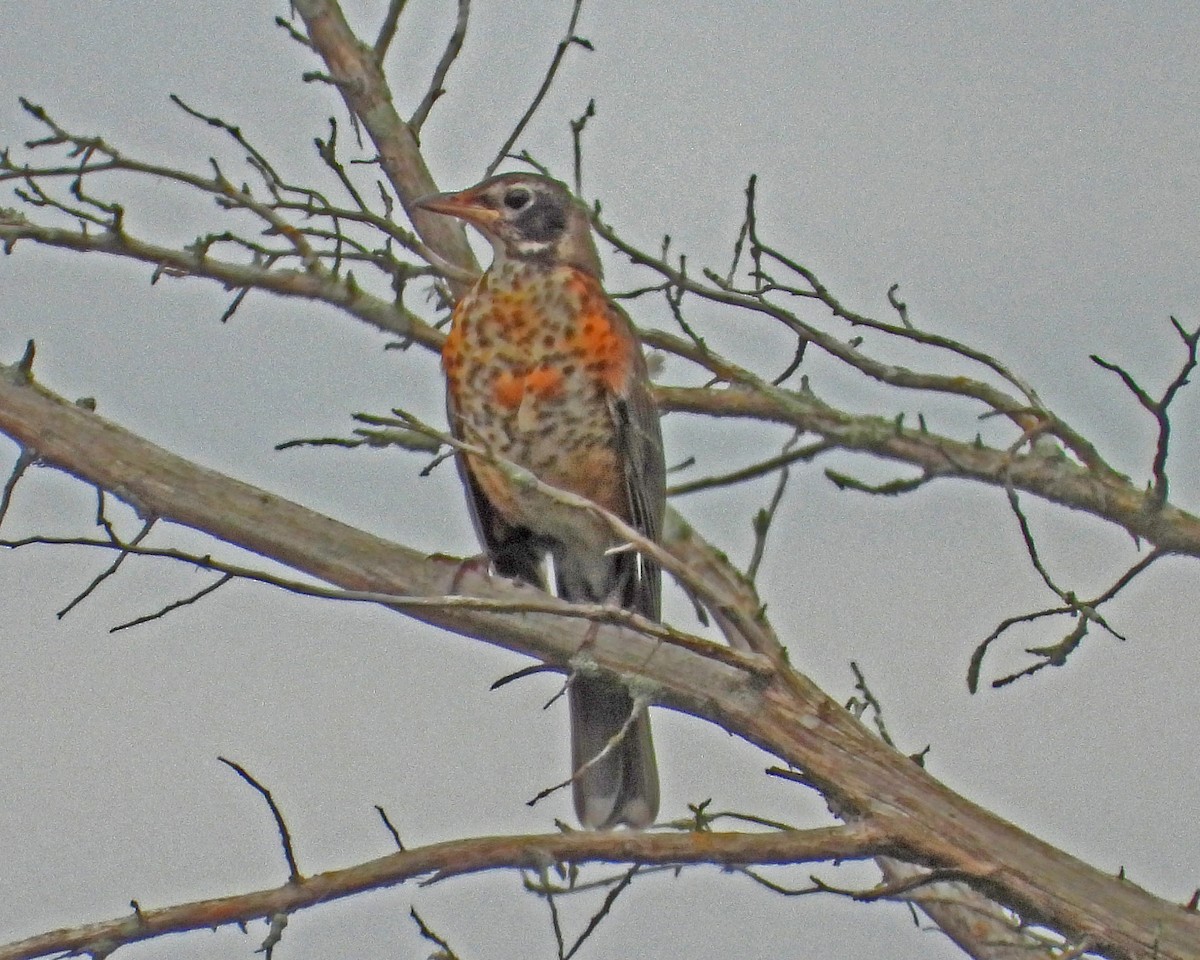 vandretrost - ML645085557