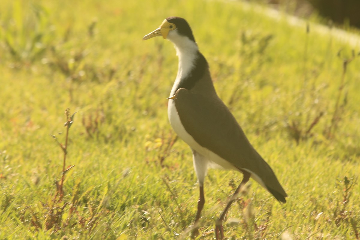 čejka australská - ML645085558