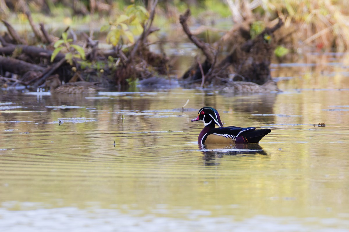 Wood Duck - ML645085559