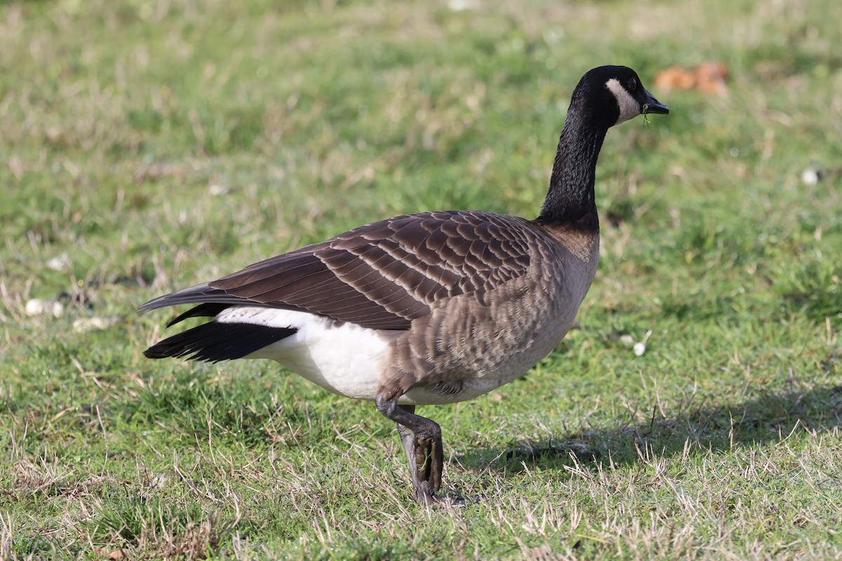 Canada Goose - ML645085561