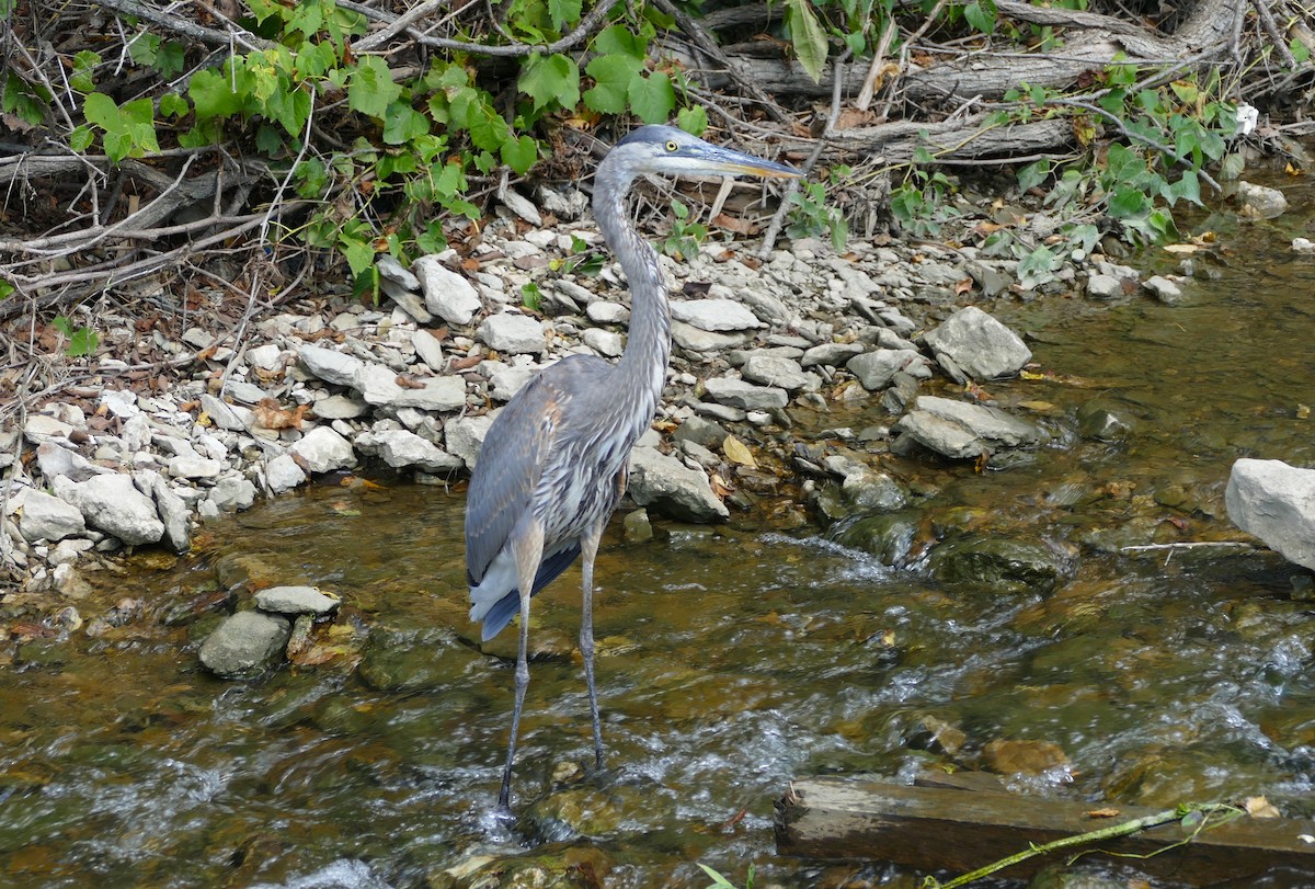 Great Blue Heron - ML645085562