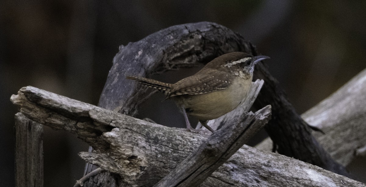Carolina Wren - ML645085565