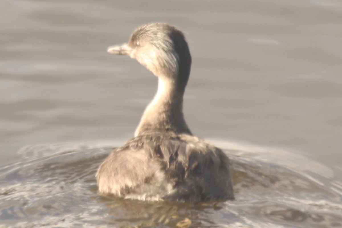 sølvhodedykker - ML645085574