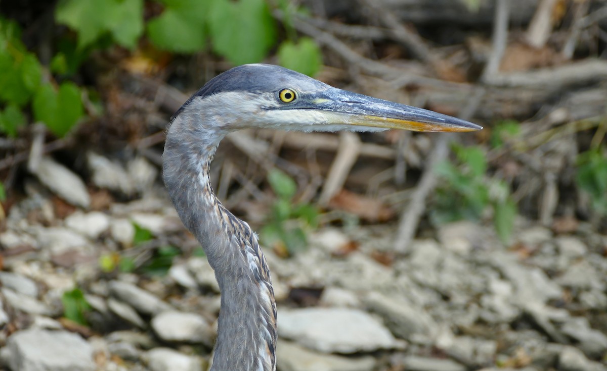Great Blue Heron - ML645085578