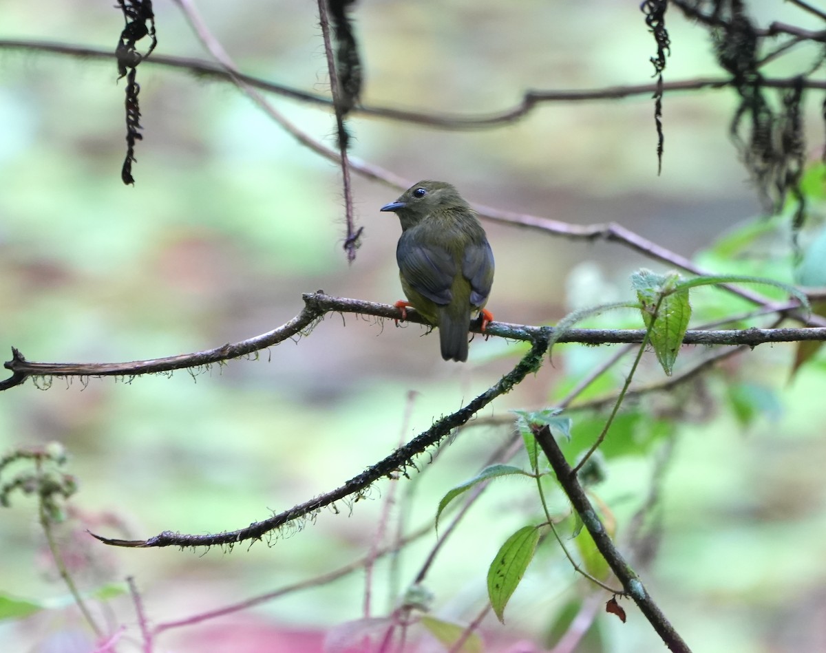 Ak Boyunlu Manakin - ML645085582