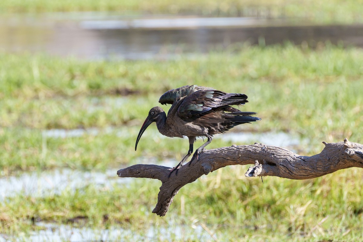 Hadada Ibis - ML645085586
