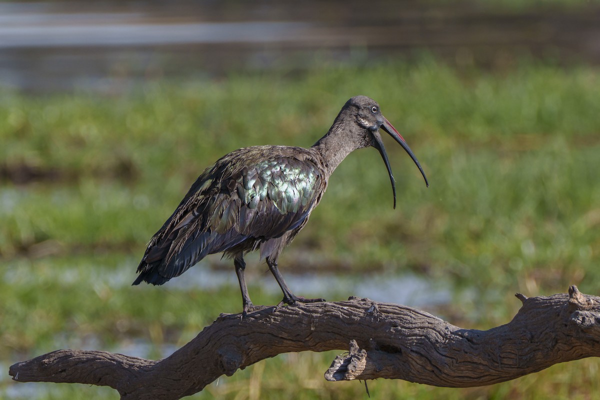 Hadada Ibis - ML645085587