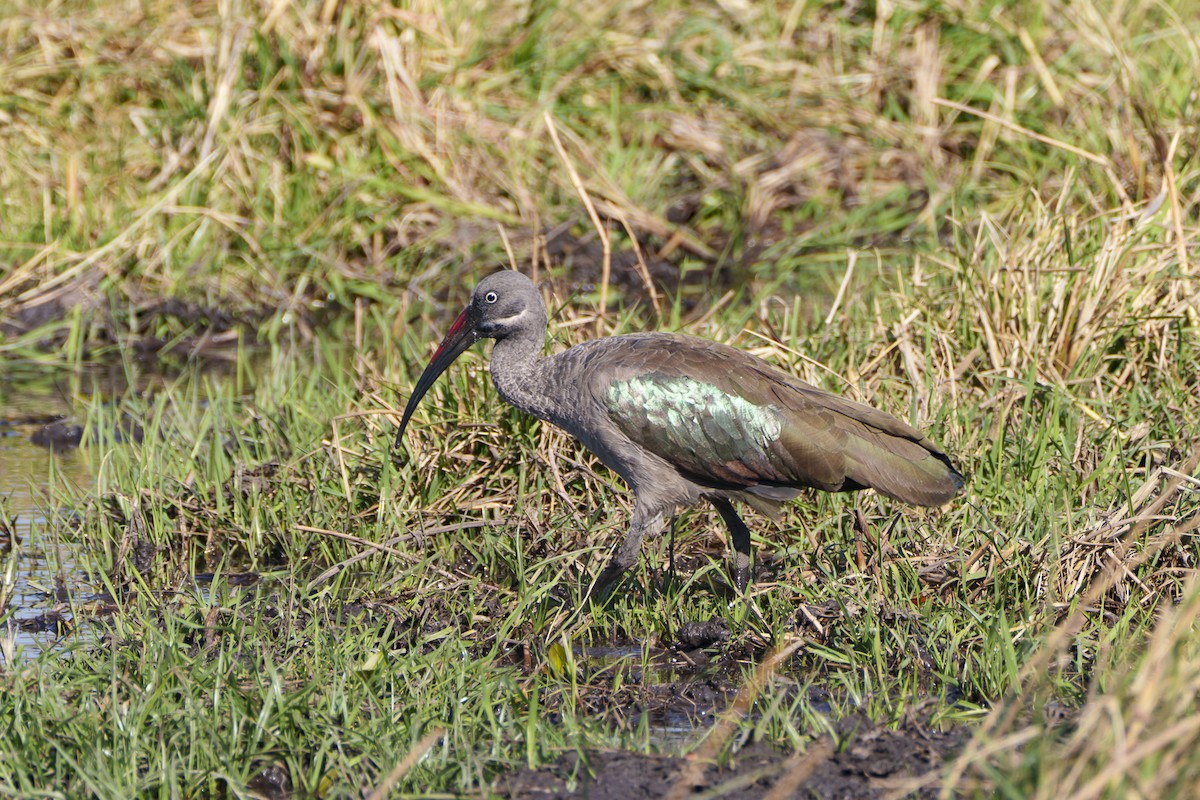 Hadada Ibis - ML645085588