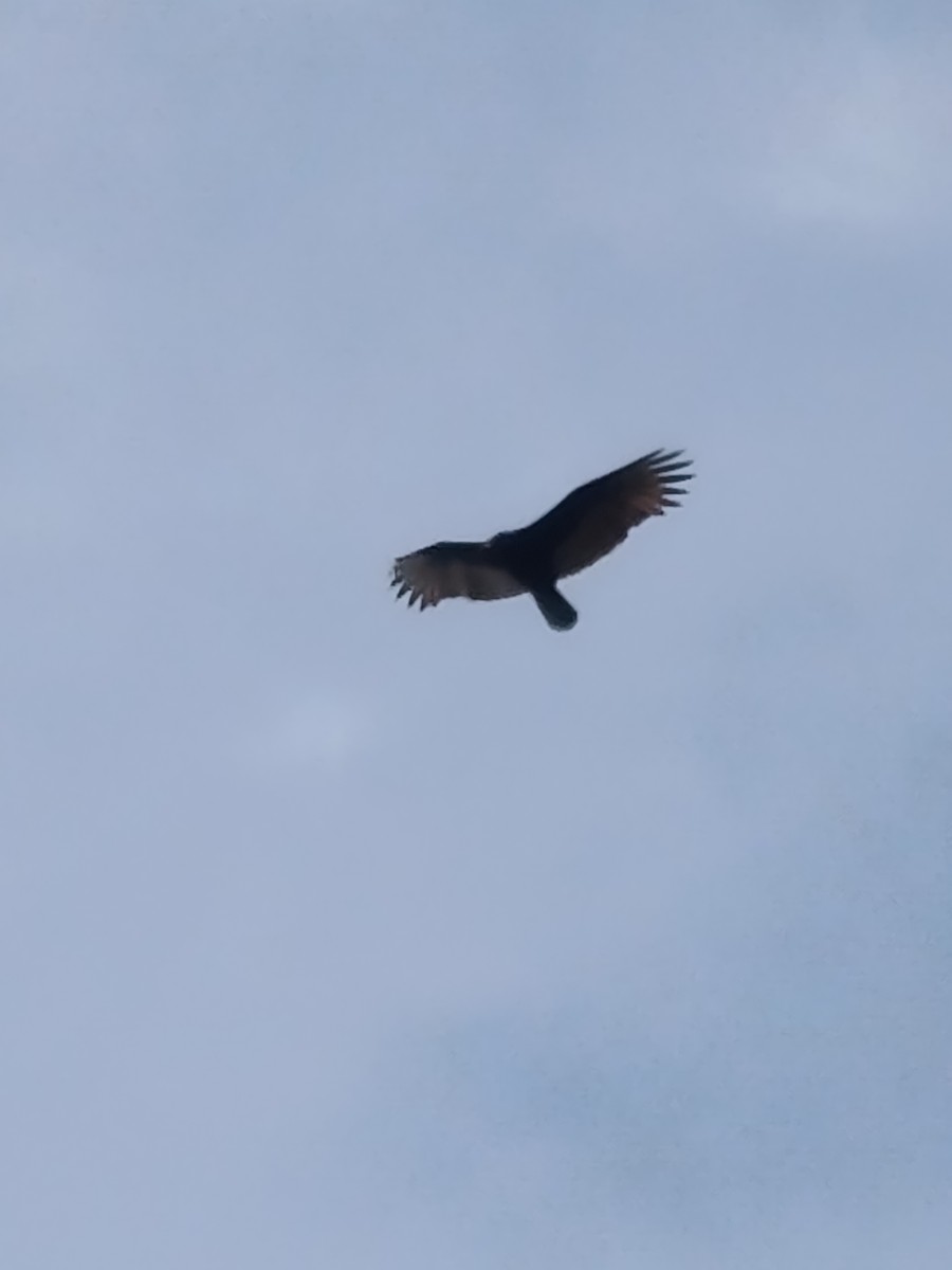 Turkey Vulture - ML645085597