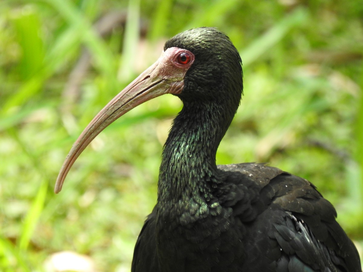 Ibis Afeitado - ML645085611