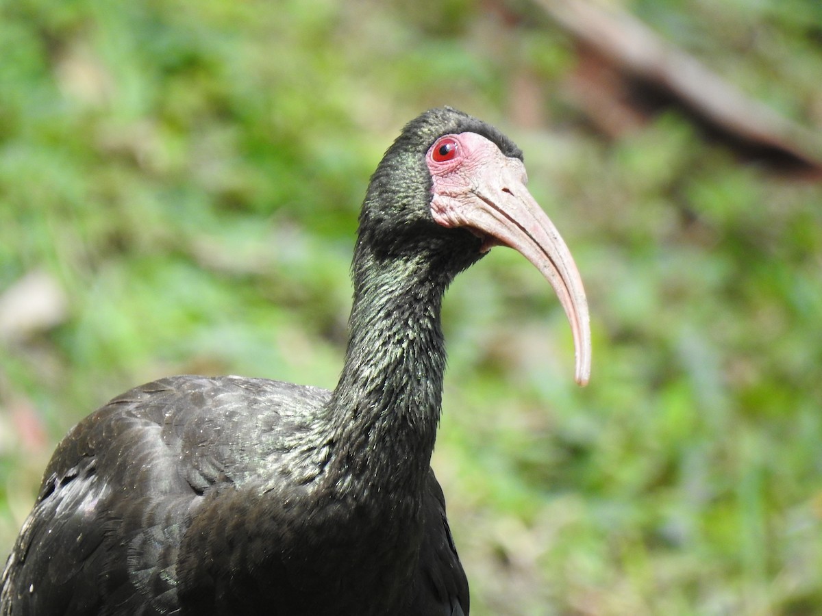 Ibis Afeitado - ML645085613