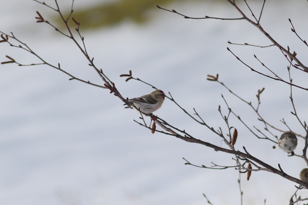 Redpoll (Hoary) - ML645085614