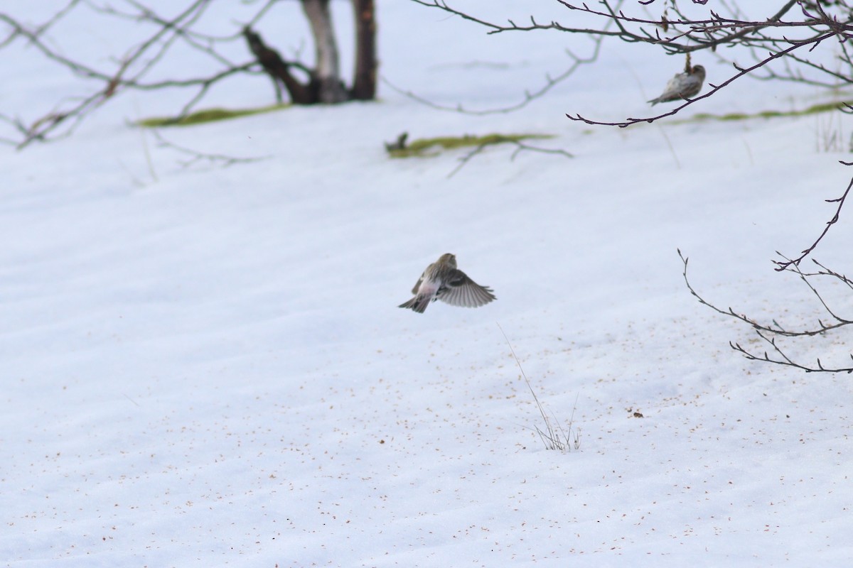 Redpoll (Hoary) - ML645085615
