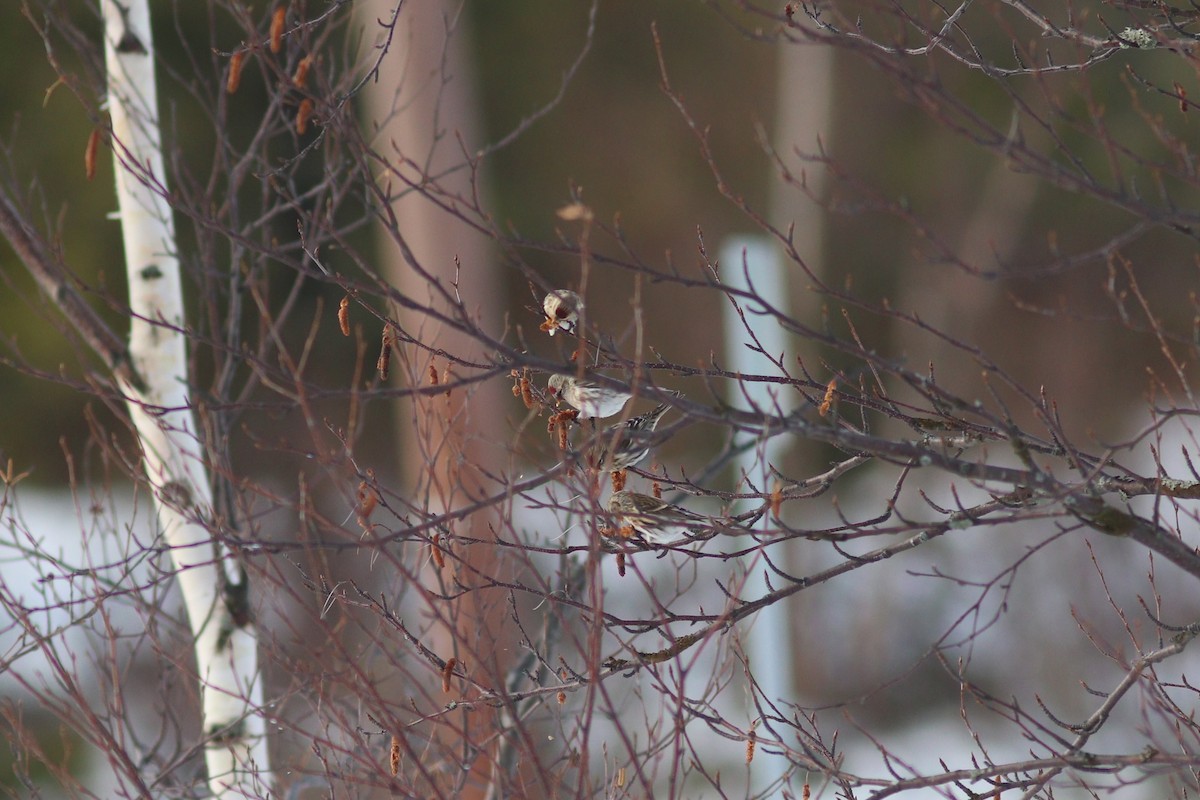 Redpoll (Hoary) - ML645085617