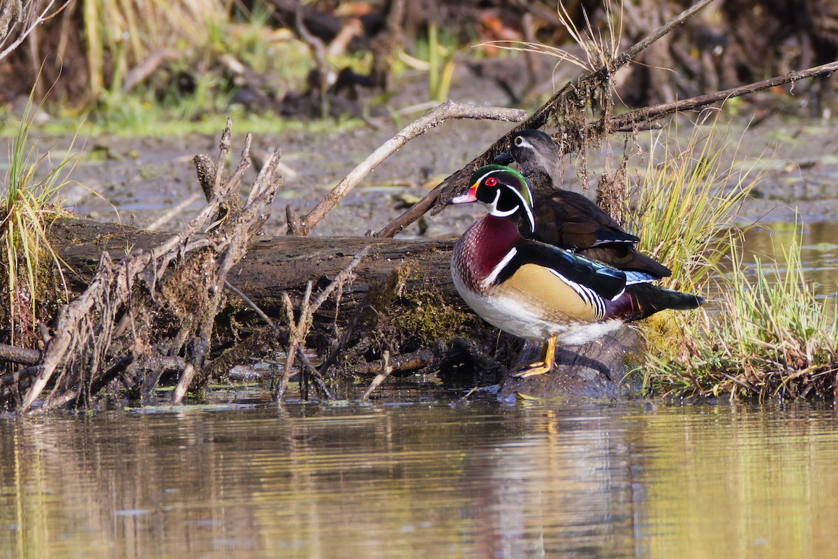 Wood Duck - ML645085622